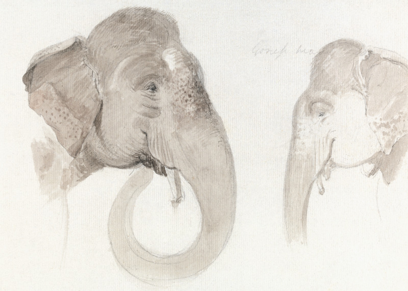 Two Studies of an Indian Elephant Head (1840) Animal Illustration by Thomas Daniell